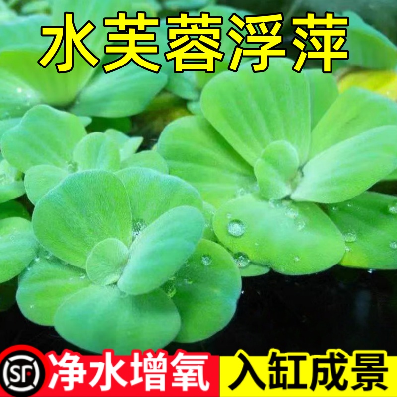 水芙蓉水葫芦圆心萍养鱼缸造景净化水质水生植物池塘养殖浮萍水草