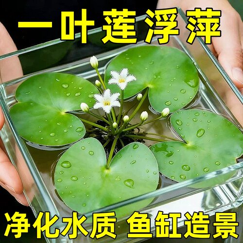 一叶莲水培绿植碗莲荷叶室内好养植物水草花卉鱼缸专用浮萍带花苞