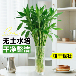 富贵竹水培植物客厅招财花卉绿植盆栽室内四季好养粗杆带根水竹子
