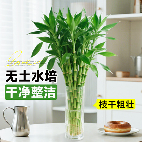 富贵竹水培植物客厅招财花卉绿植盆栽室内四季好养粗杆带根水竹子