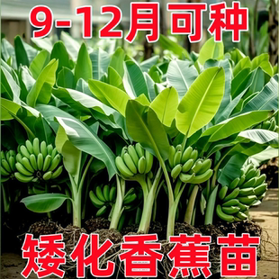 矮化香蕉粉蕉小米蕉苹果蕉红蕉苗芭蕉大苗南方当年结果