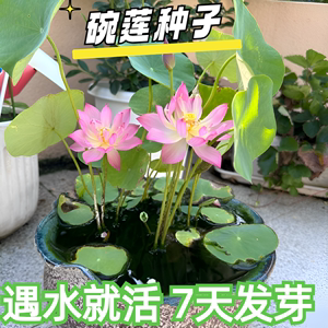 碗莲水培植物花卉室内花好养四季开花种子籽水养荷花盆栽客厅睡莲