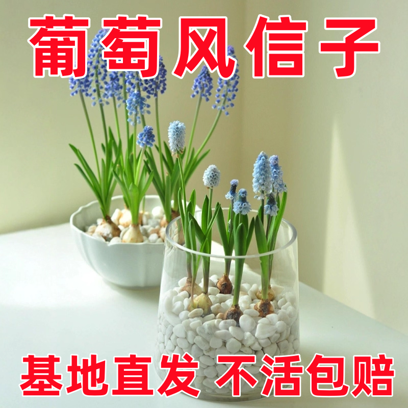 进口葡萄风信子种球水培土培套餐室内耐寒易活冬季多年生盆栽花卉