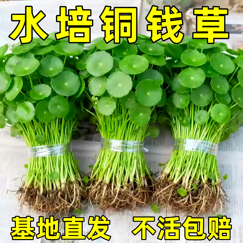 铜钱草水培植物大叶水养金钱草绿植鱼缸水草办公室桌面盆栽净化水