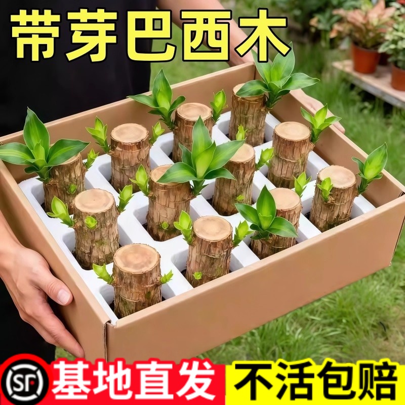 巴西木开花水养办公室桌面绿植小盆栽幸运木室内四季水培植物花卉