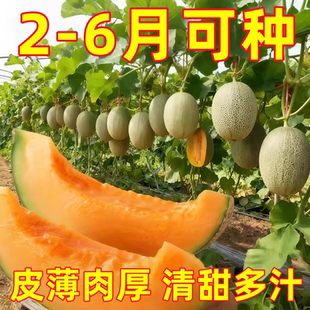 网纹哈密瓜种子超甜南北方四季播种水果甜瓜香西瓜阳台盆栽蔬菜籽
