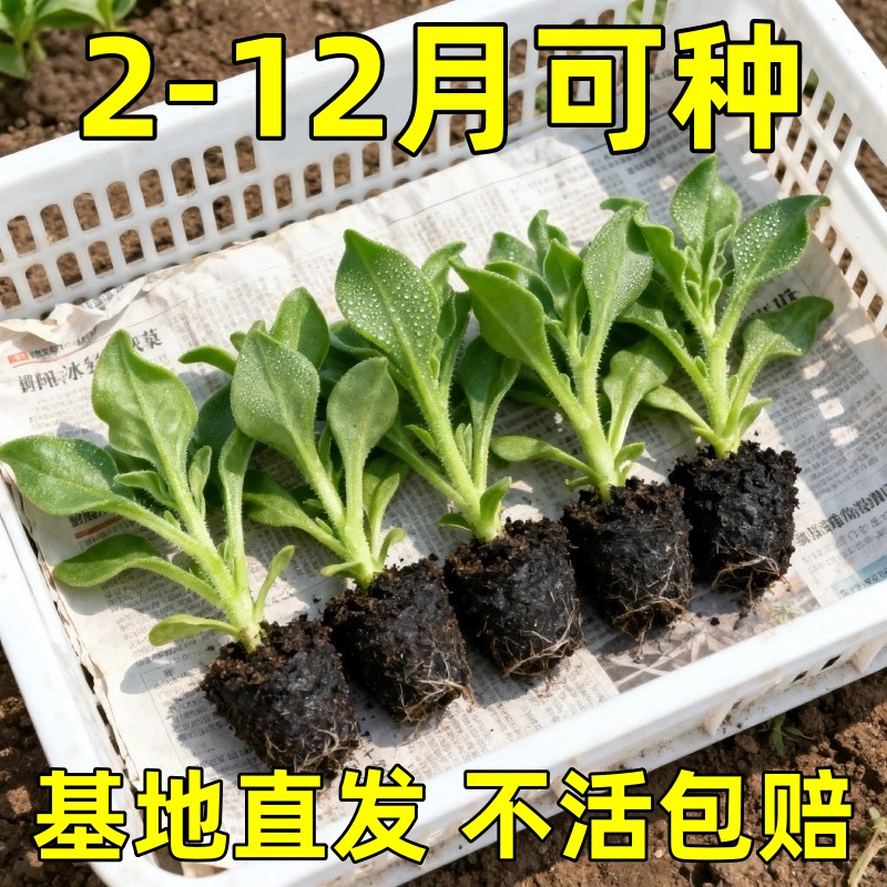 四季水晶冰菜苗高产秧高钙带土球冰草种子籽春秋四季阳台盆栽种苗