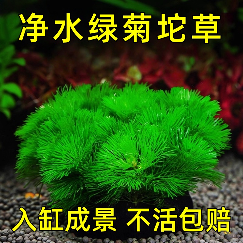 【造景大赛款】绿菊大坨草鱼缸水草植物鱼缸造景水培增氧阴性坨草