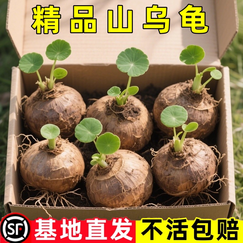 山乌龟金不换爬藤植物种球红藤圆叶盆栽室内阳台桌面观叶绿植四季