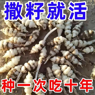 地环种子现挖螺丝菜宝塔菜地蚕种子地牯牛可种植腌制农家泡酱菜Q