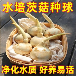 茨菇种球慈菇水培水生懒人室内四季植物燕尾鱼缸水草慈菇池塘净化