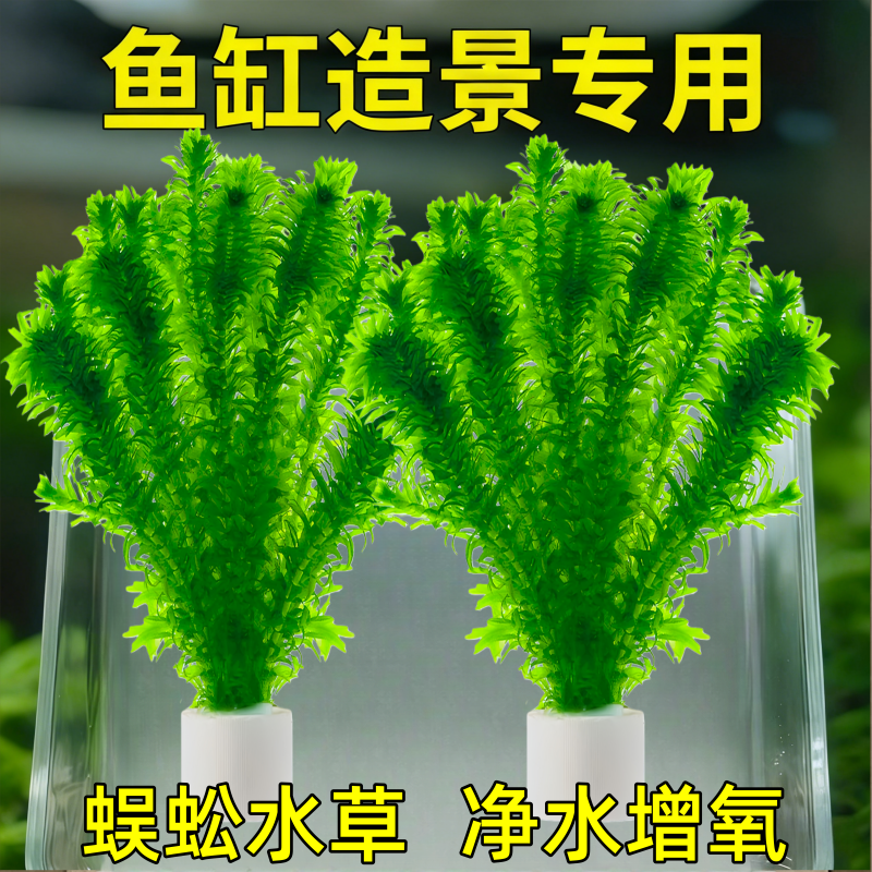 蜈蚣草鱼缸造景水草植物好养活有茎类可以净化水质的水草宠物装备