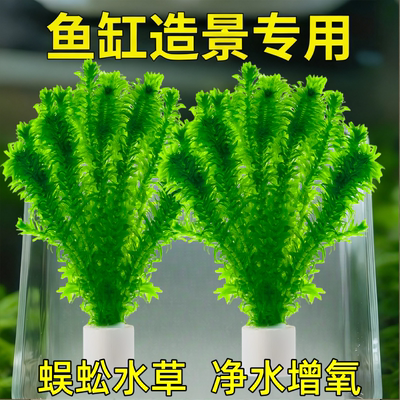 蜈蚣草鱼缸造景水草植物好养活有茎类可以净化水质的水草宠物装备