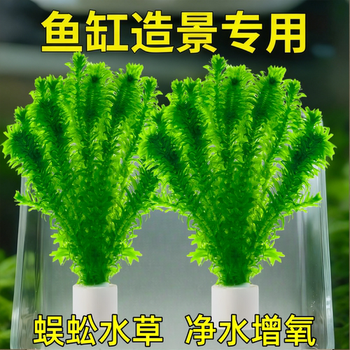 蜈蚣草鱼缸造景水草植物好养活有茎类可以净化水质的水草宠物装备