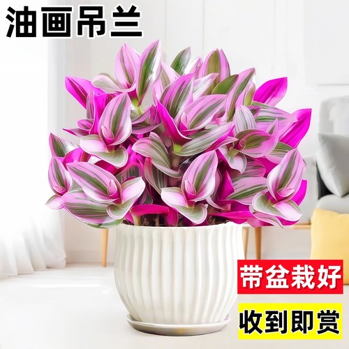 油画婚礼吊兰盆栽超好养观叶植物紫叶吊兰办公室绿植室内花卉耐寒