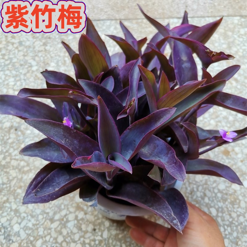 紫竹梅盆栽水培植物室内好养四季花卉绿植紫罗吊兰办公室客厅桌面