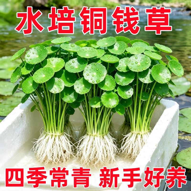 大叶铜钱草水培植物室内好养鱼缸水草专用水养金钱草花卉绿植盆栽 - 实物图