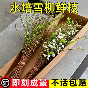 雪柳鲜枝干枝支盆栽喷雪插花卉水培植物室内好养绿植枯木逢春龙柳