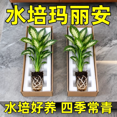 玛丽安水培植物盆栽万年青办公室真绿植绿箩客厅桌面懒人花卉盆景