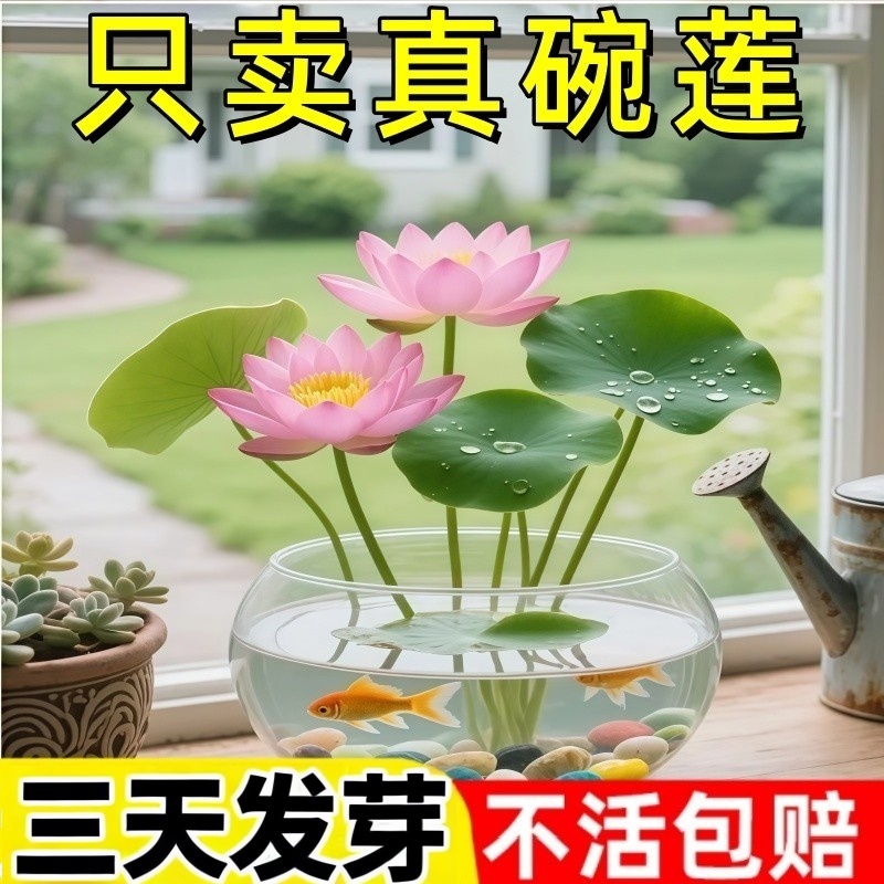 【5天发芽】碗莲种当年开花水培水养绿植物睡莲荷花无土盆栽花卉