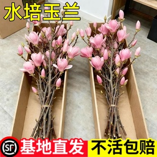 水培玉兰花鲜切枝带花苞腊梅干枝红梅鲜花卉室内好养植物