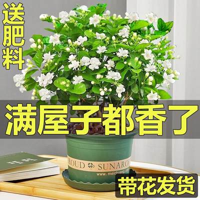 茉莉花盆栽九里香老桩驱蚊水培