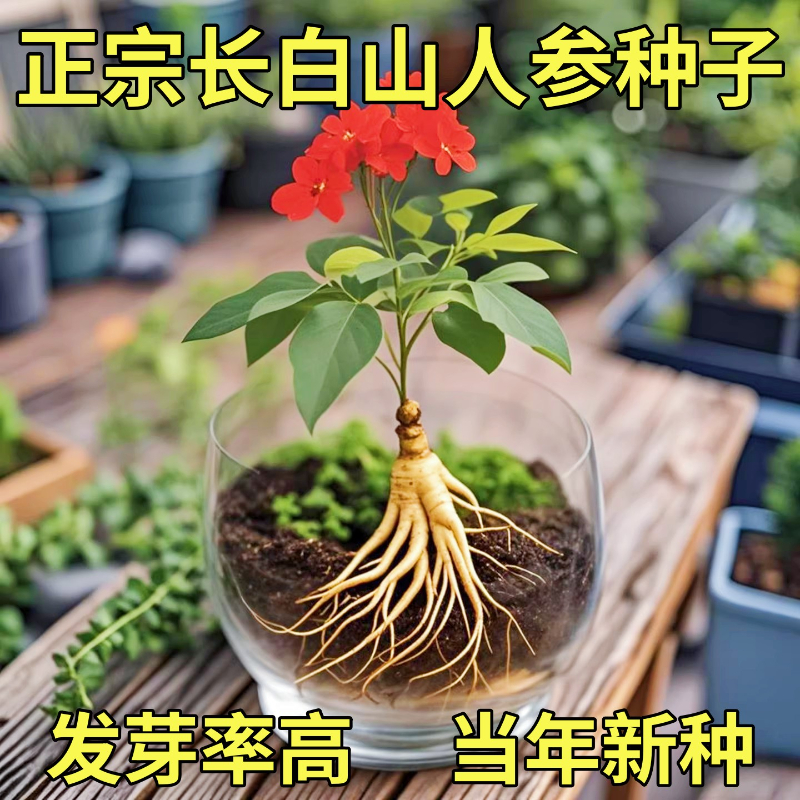 长白山人参种子正品野山参种子籽四季播种易成活室内外观花卉盆栽