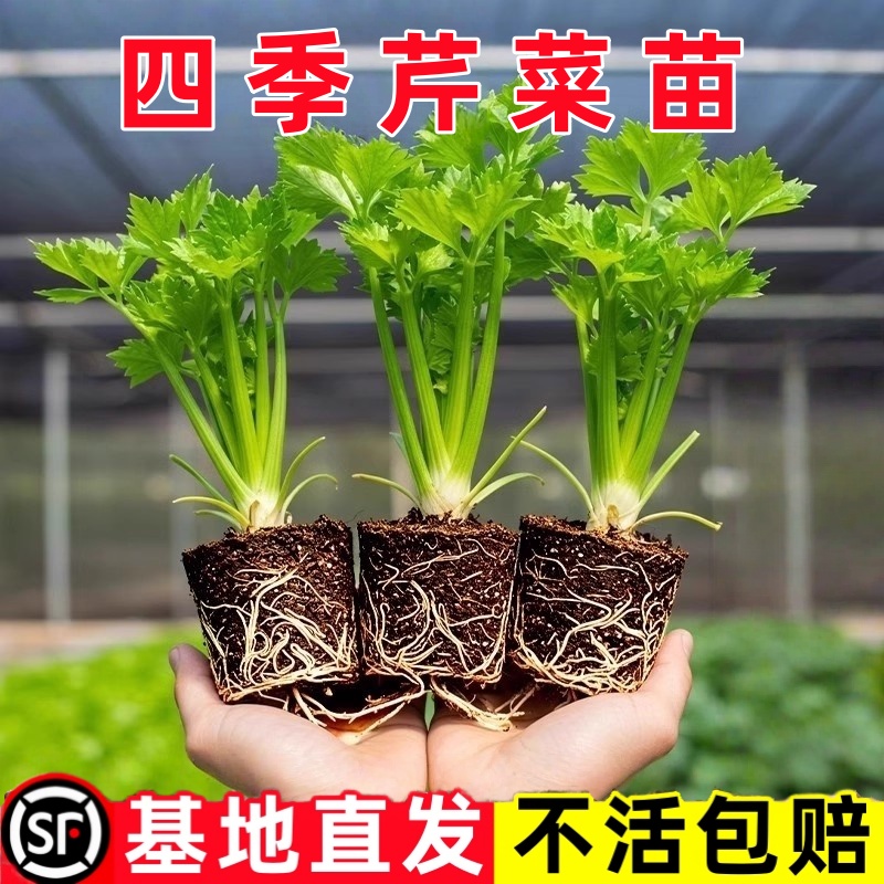 芹菜苗秧本地当季高产寿光基地农家适合阳台种植的蔬菜苗植物盆栽