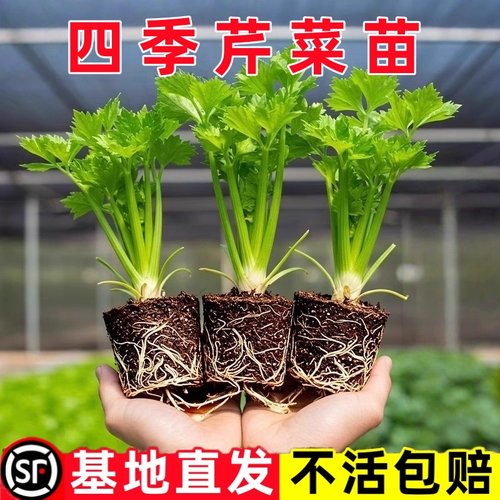 芹菜苗秧本地当季高产寿光基地农家适合阳台种植的蔬菜苗植物盆栽