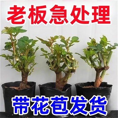 耐寒当年玫瑰花苗老桩3颗6颗红玫瑰老根月季花苗当年开花浓香花卉