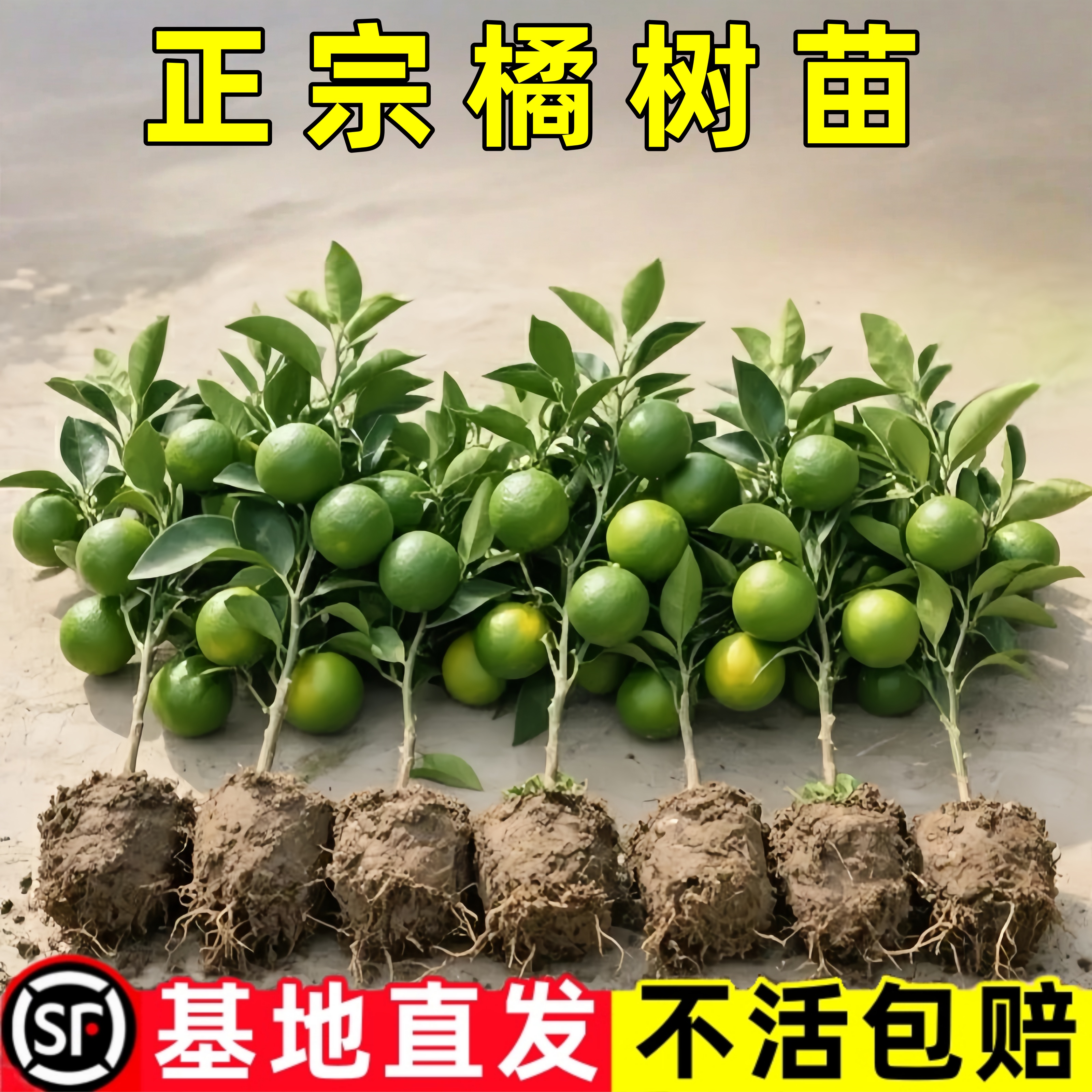 橘子树特早熟蜜桔苗当年结果桔子树苗大树带土南北方盆栽无籽蜜橘