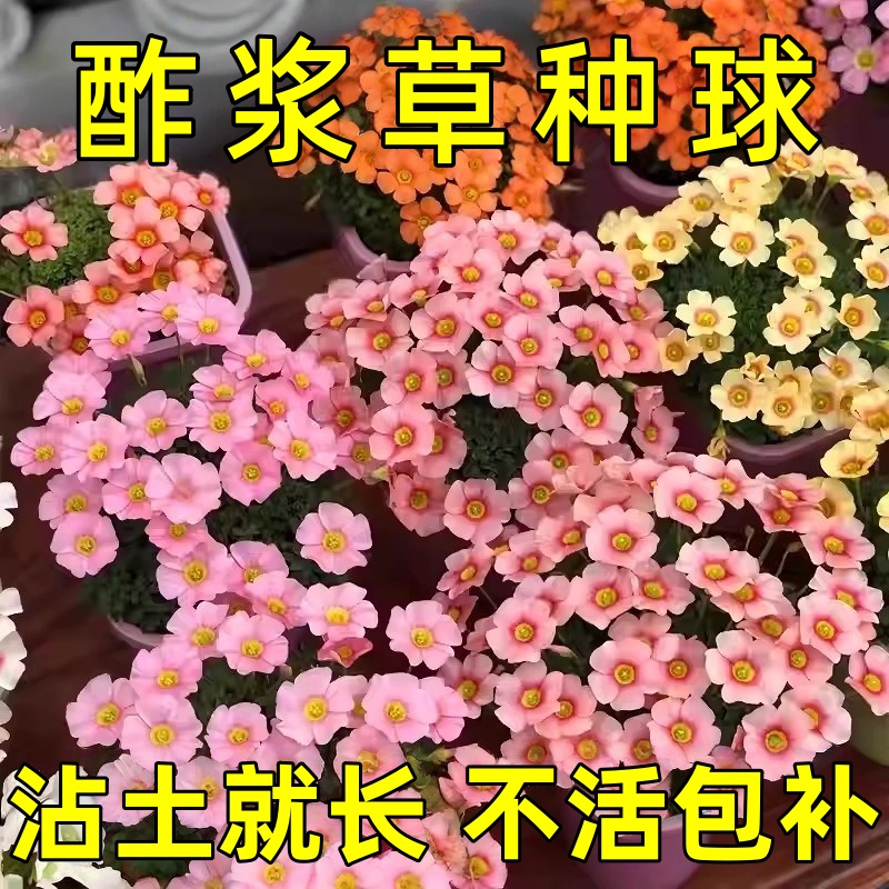 【耐寒耐热】酢浆草室内庭院花卉多年生植物阳台四季种植好养易活