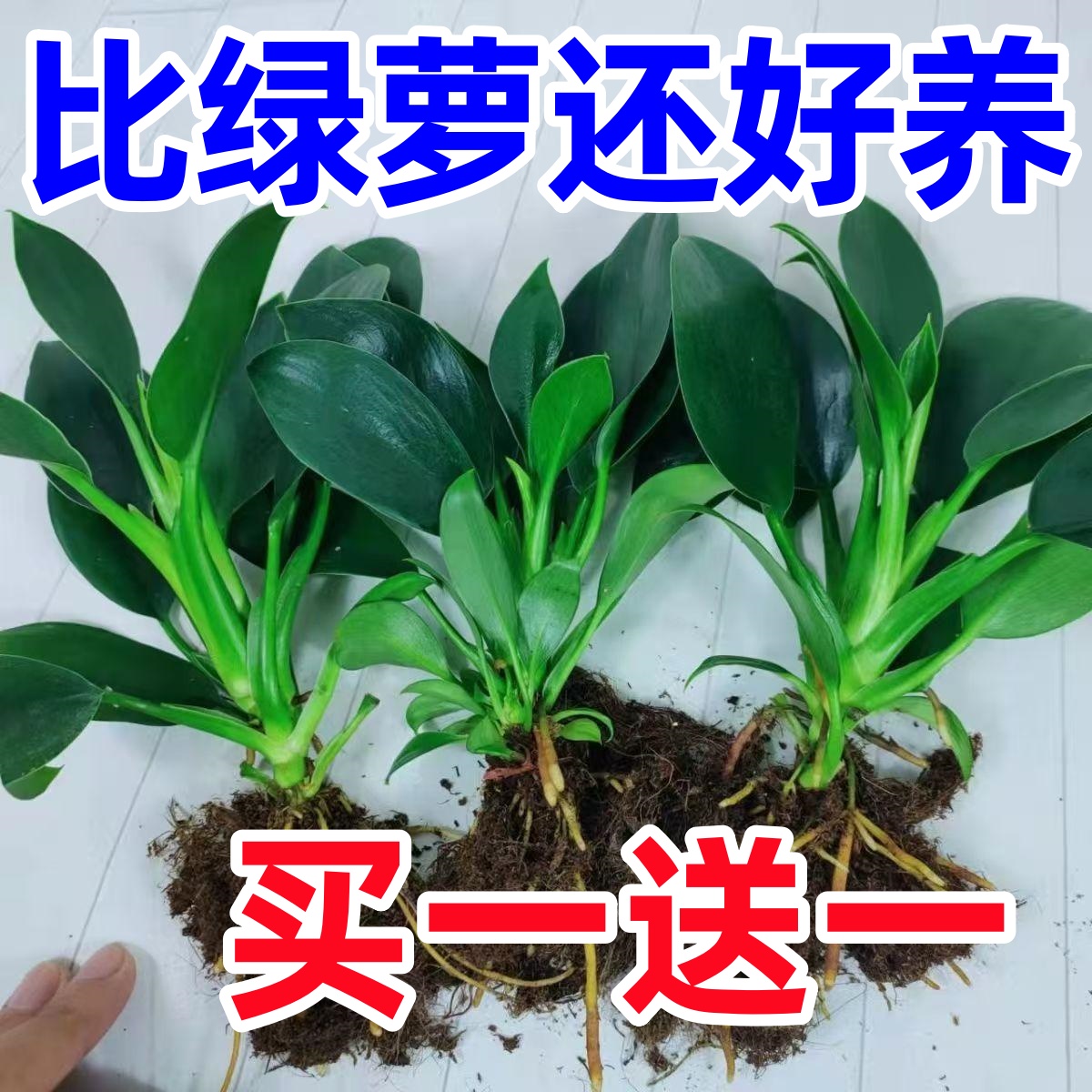 12大叶金钻盆栽绿萝箩水培绿公主植物室内吸除好养当年好养花卉