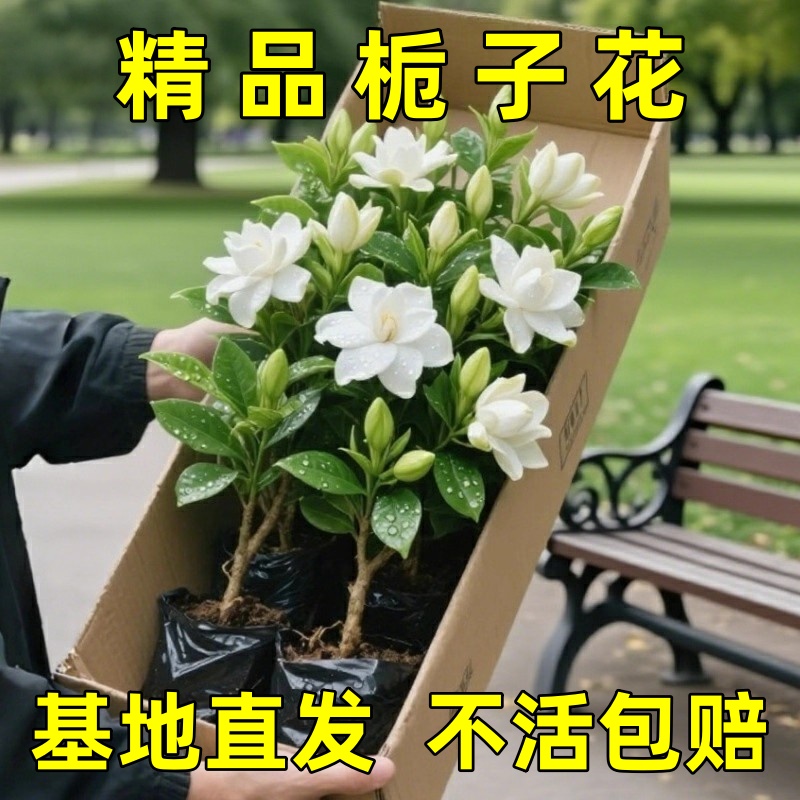 栀子花盆栽花卉植物室内带花苞栀子花绿植浓香型阳台大棵开花四季