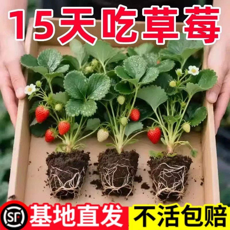 草莓苗带花带果盆栽带土丹东奶油甜宝章姬久香草莓秧苗四季种子籽,鲜花速递/花卉仿真/绿植园艺,种苗/半成品盆栽,淘宝优惠券,粉丝福利购,淘宝优惠卷