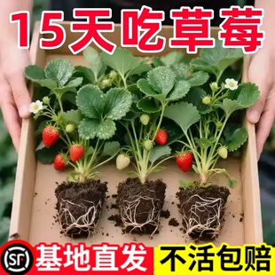 草莓苗带花带果盆栽带土丹东奶油甜宝章姬久香草莓秧苗四季种子籽