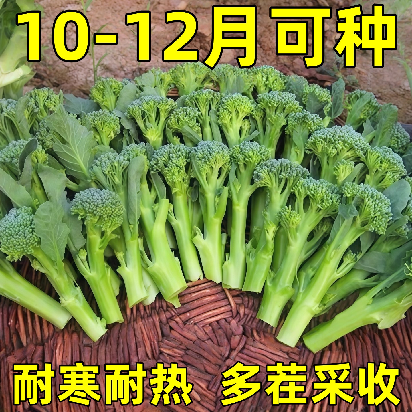 西兰苔种子四季阳台盆栽蔬菜甜杆西兰花苔种籽西蓝苔易种青菜籽种