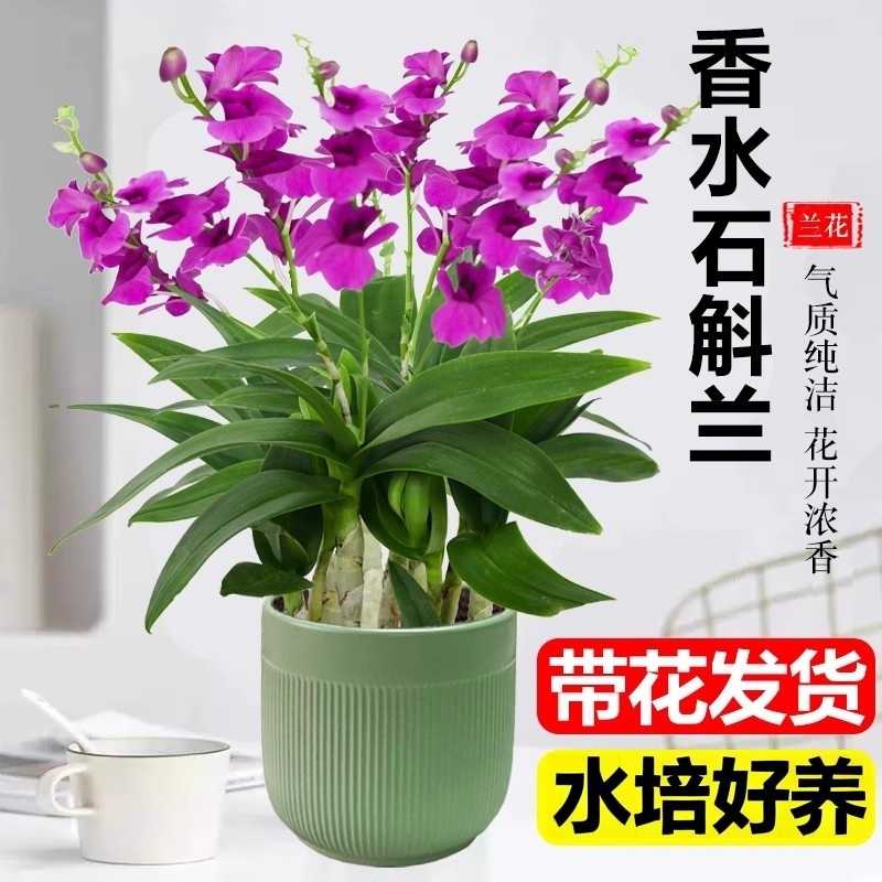 水培植物香水石斛兰盆栽室内净化空气当年开花绿植蝴蝶兰秋石斛兰