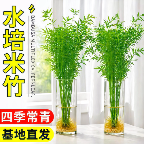 水培米竹室内盆栽植物水养观音竹富贵竹南天竹客厅懒人高级感绿植