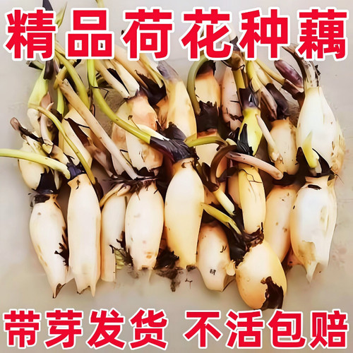 大型荷花观赏型可食用四季水养水缸种莲藕莲蓬新鲜荷花藕芽白莲藕