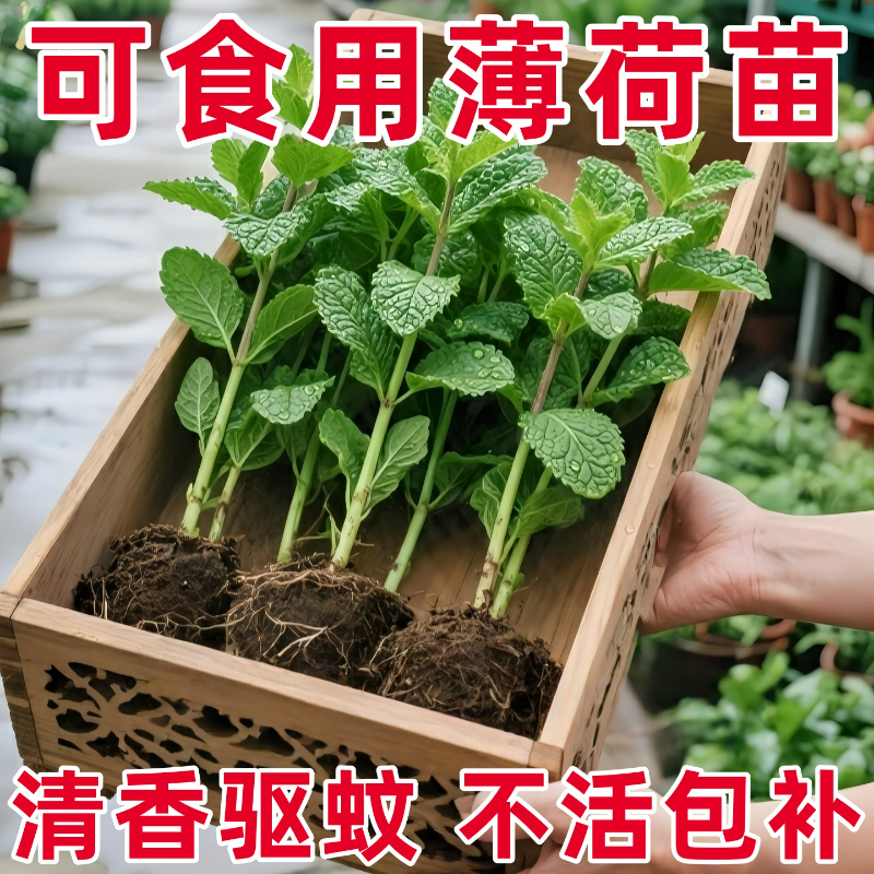 【可食用】薄荷苗正宗可吃用薄荷叶苗驱蚊草花卉室内物薄荷叶新鲜