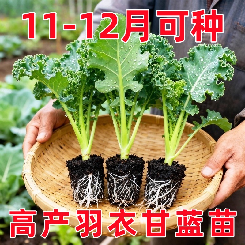 羽衣甘蓝苗盆栽大苗雨衣秧苗蔬菜食用种子苗种幼苗耐寒阳台菜苗