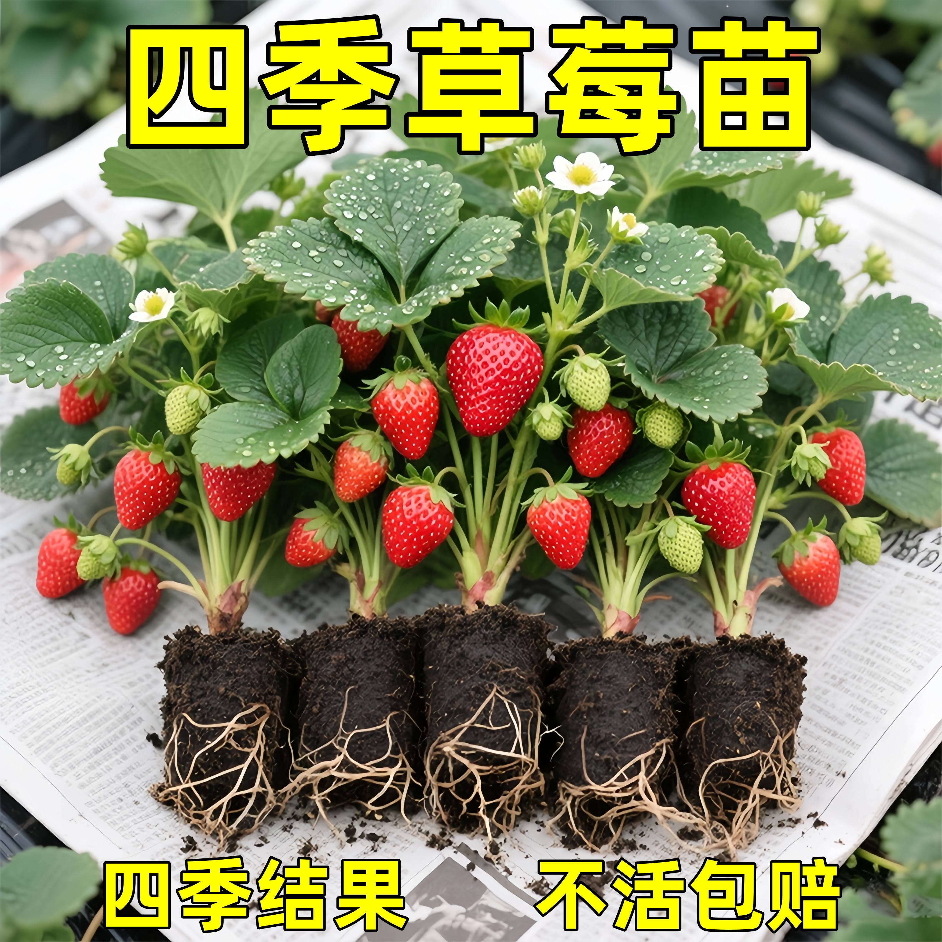 草莓苗带花带果盆栽带土丹东奶油甜宝章姬久香草莓秧苗四季种子籽