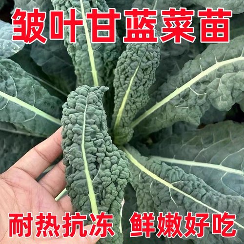 皱叶甘蓝皱叶甘蓝苗皱叶甘蓝菜苗青提皱叶甘蓝耐寒甘蓝皱皮洋白菜