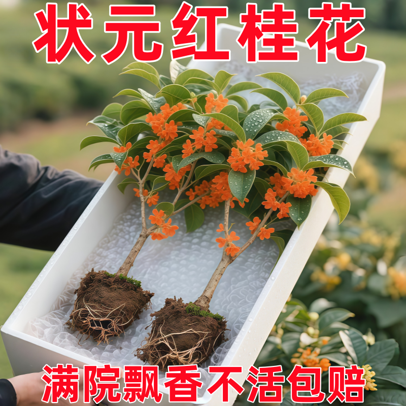 桂花树苗盆栽四季桂可食用开花不断室内阳台庭院浓香型花卉植物
