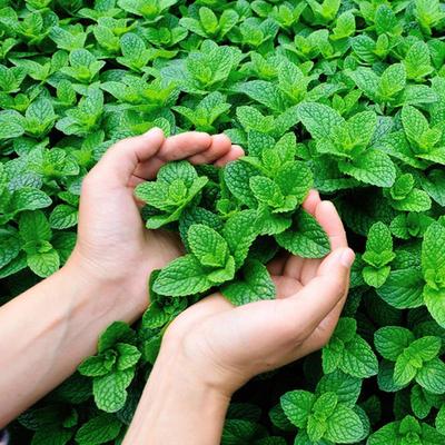 可食用薄荷子种庭院阳台盆栽四季易种活香草蔬菜种籽清香型炒菜用