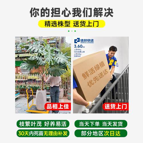 龟背芋客厅大电盆栽室内客厅大叶老桩植物旁视柜龟背芋老边大植型
