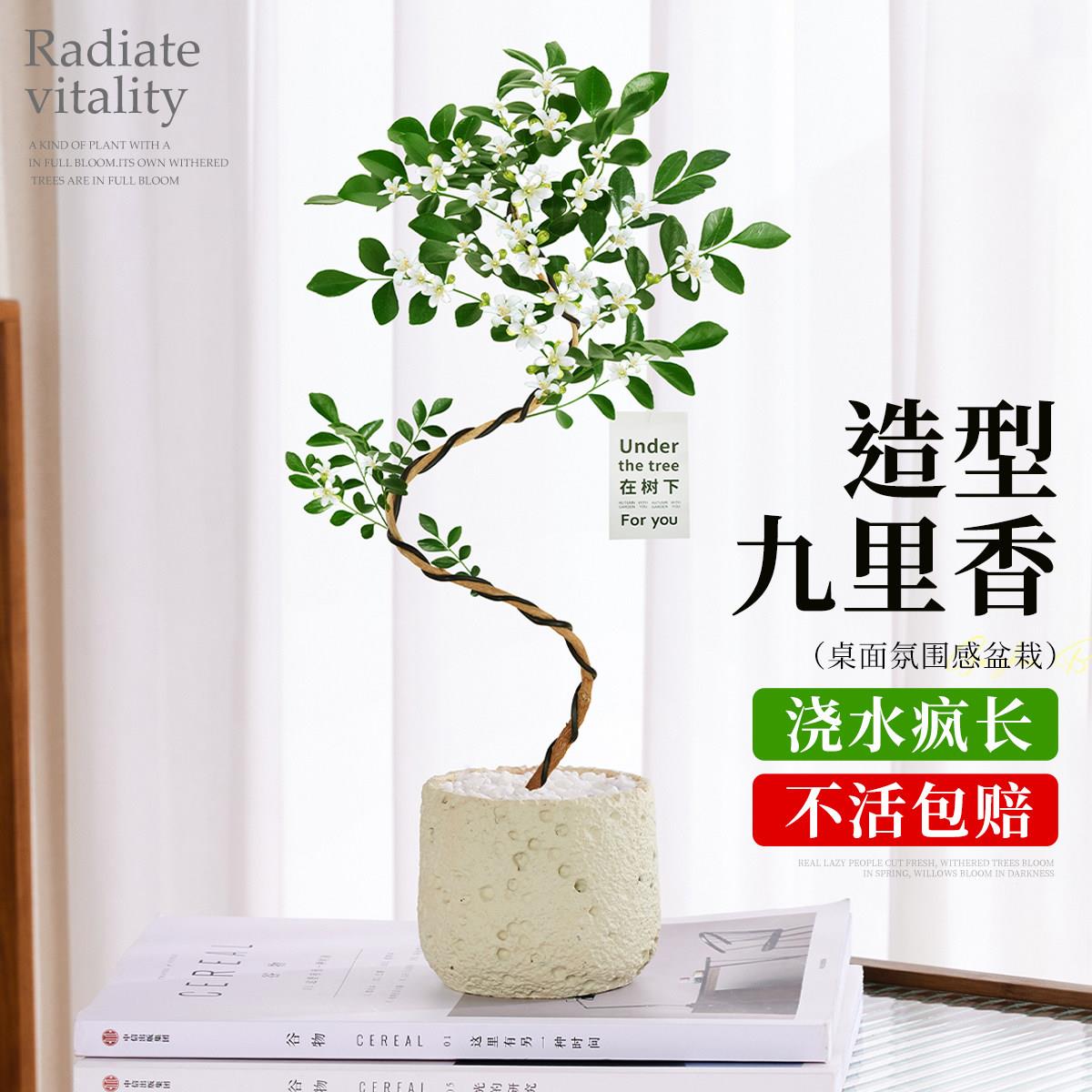 公造型九里香IBV盆栽办室件内桌面绿植装饰摆高级四季开感花植物