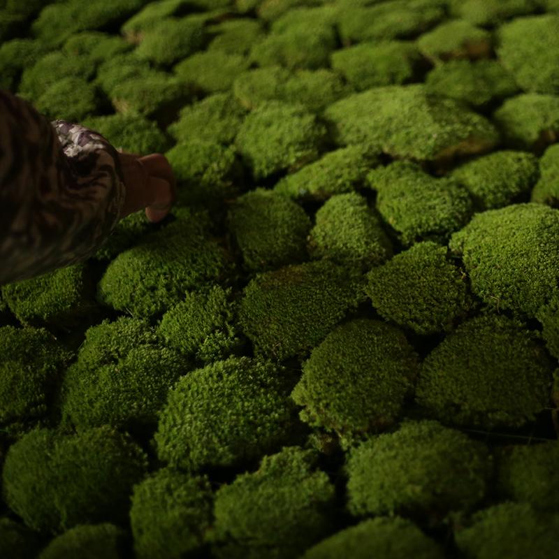 永生苔藓白发藓干花青苔野生植物仿真绿植景观造景diy材料批 发