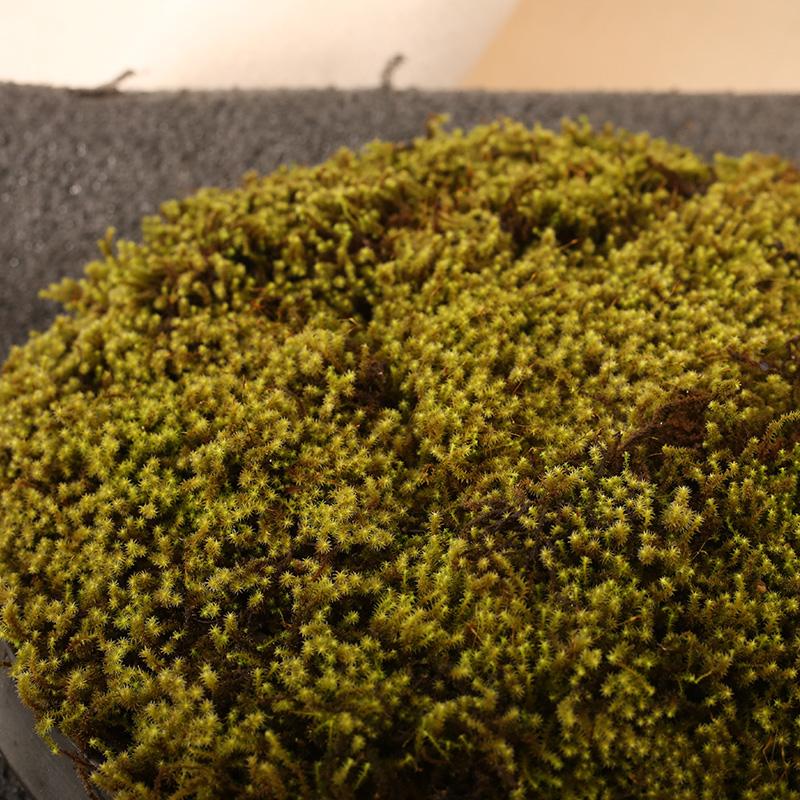 东亚沙藓庭院造景苔藓耐干旱耐晒苔藓室外造景材料装饰地草皮鲜活